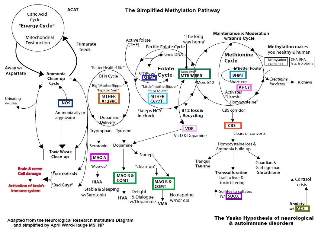 The Methylation Cycle, Simplified Inside Out Health & Wellness