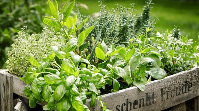 Herbs for Every Medicine Cabinet